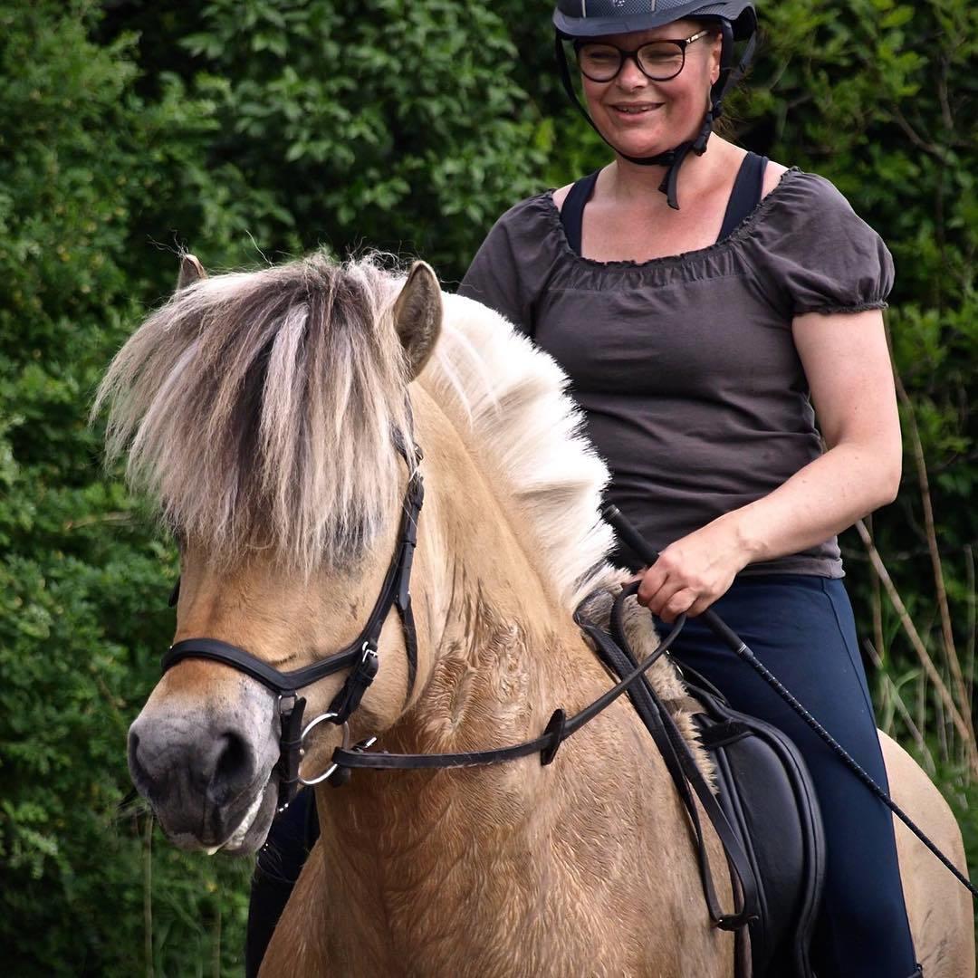 Fjordhest Oktan Stanstorp billede 14