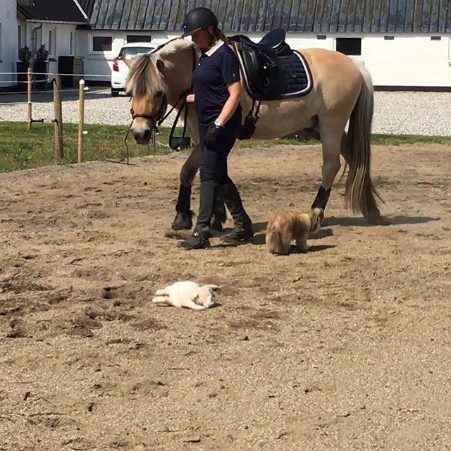 Fjordhest Oktan Stanstorp billede 20