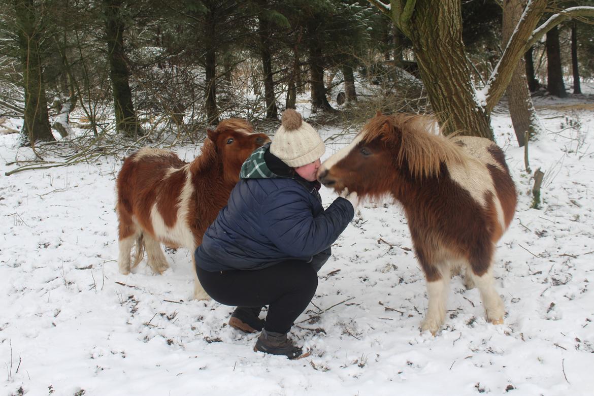 Shetlænder Turbo - Januar 2019: Hygge med Turbo og Bella billede 8