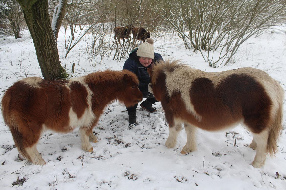 Shetlænder Turbo - Januar 2019 billede 9