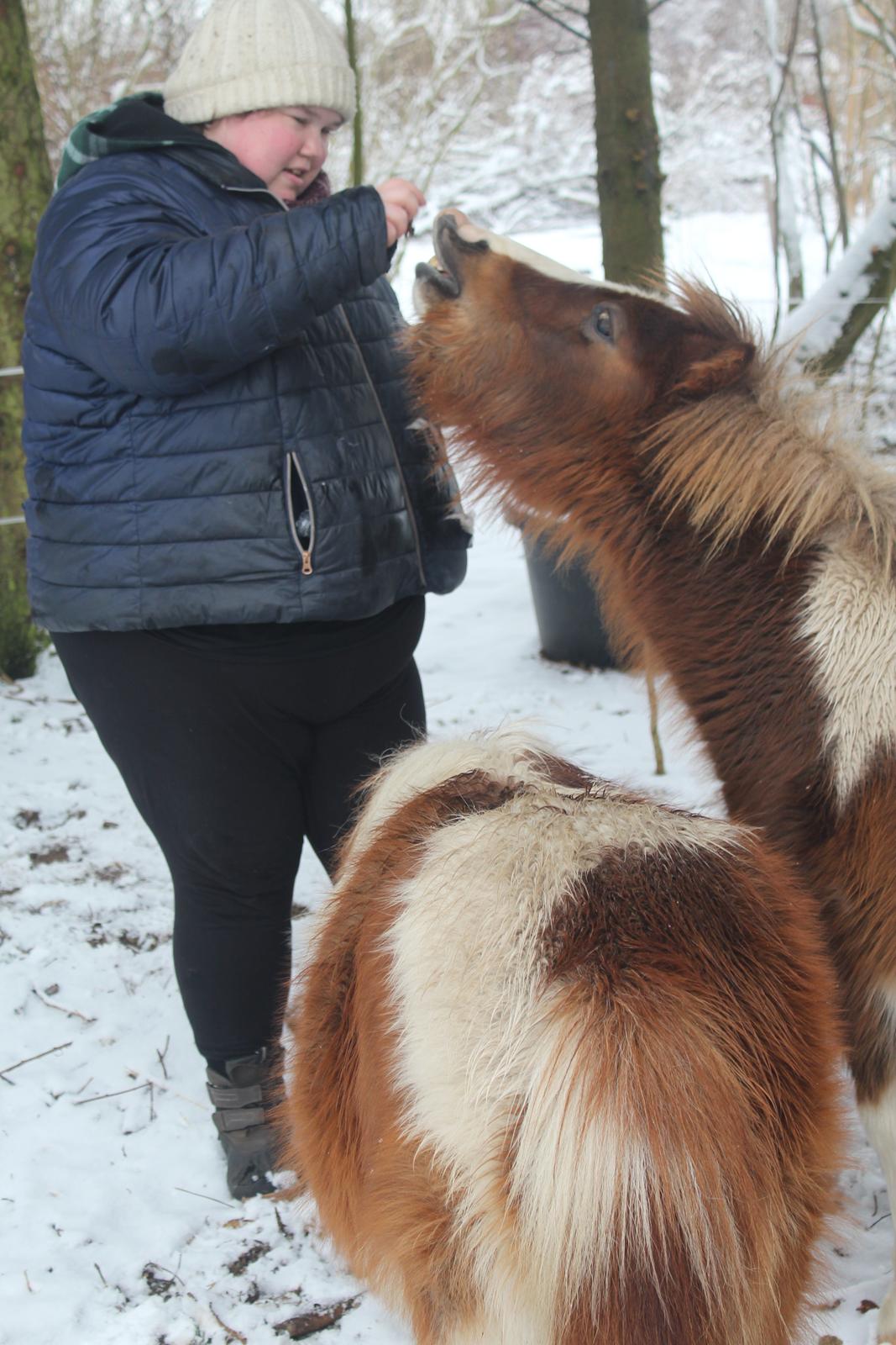 Shetlænder Turbo - Januar 2019: Vi øver tricket "smile". han er faktisk blevet ret god til det. billede 7