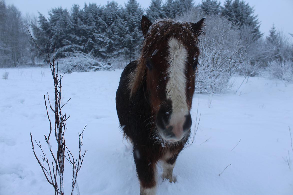 Shetlænder Turbo - Januar 2019 billede 14