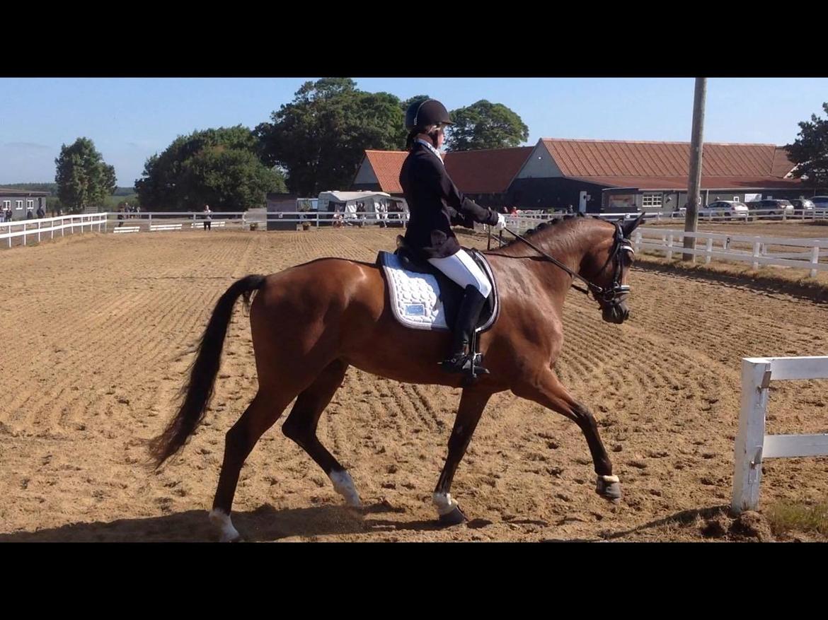 Dansk Varmblod Patchouli billede 4