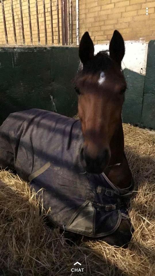 Dansk Varmblod Patchouli billede 2