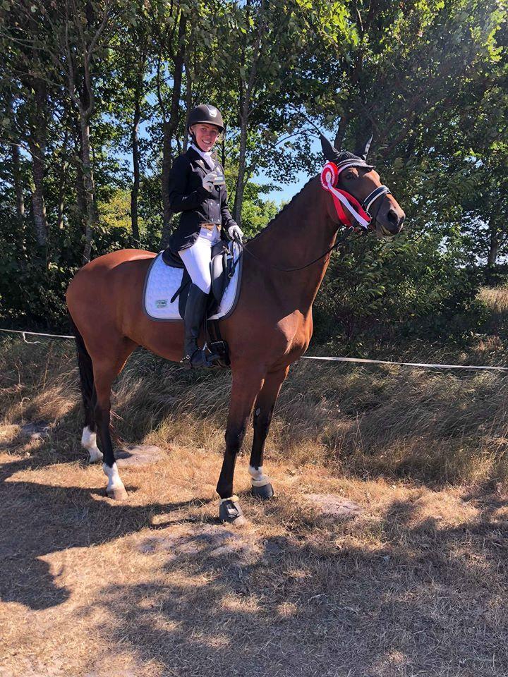 Dansk Varmblod Patchouli billede 3