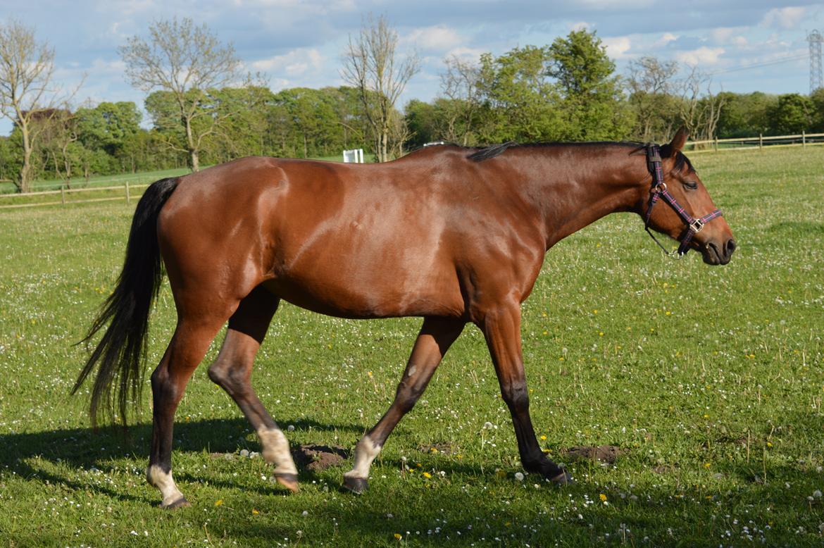 Dansk Varmblod Patchouli billede 5