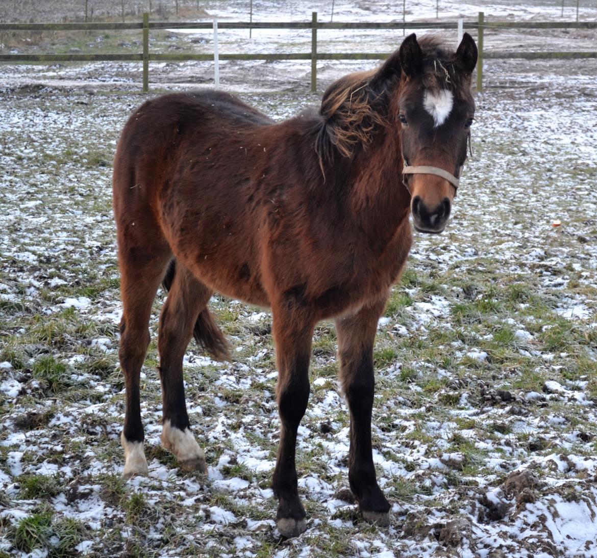 New Forest Flintdales ivor billede 1