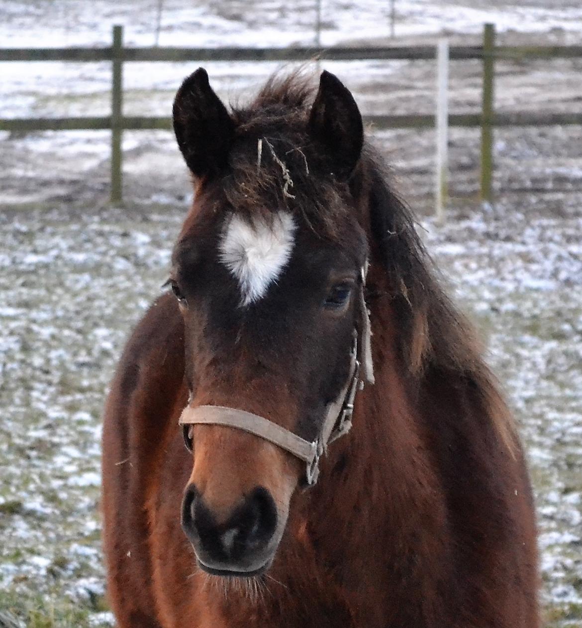 New Forest Flintdales ivor billede 2