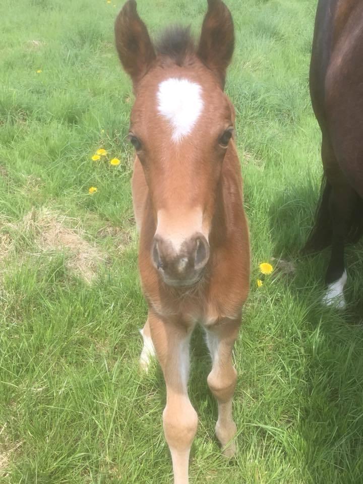 New Forest Flintdales ivor billede 3