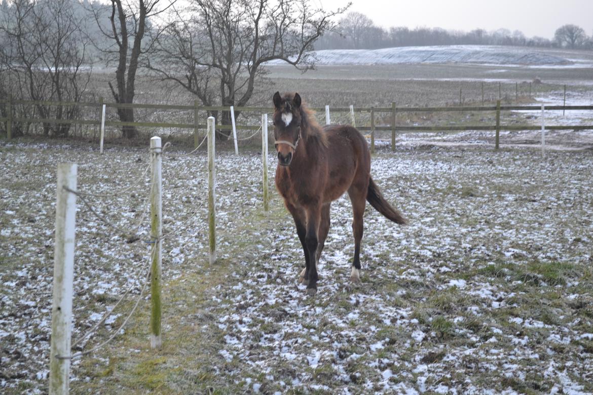 New Forest Flintdales ivor billede 4