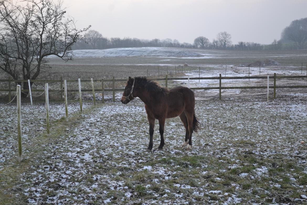 New Forest Flintdales ivor billede 5