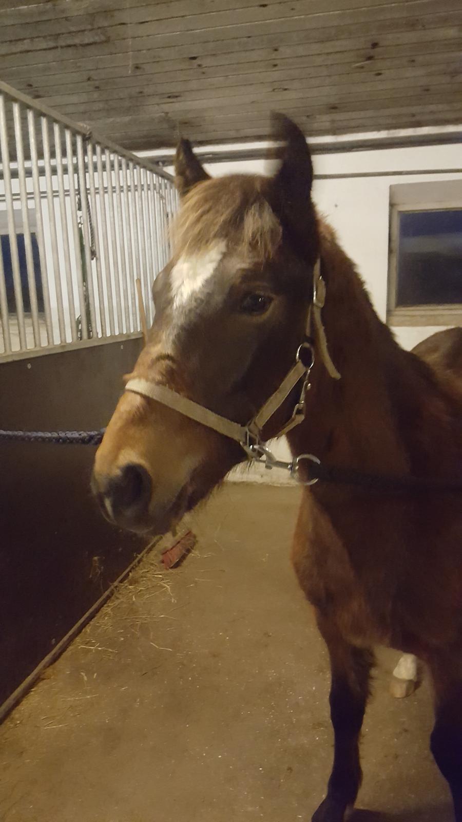 New Forest Flintdales ivor billede 6