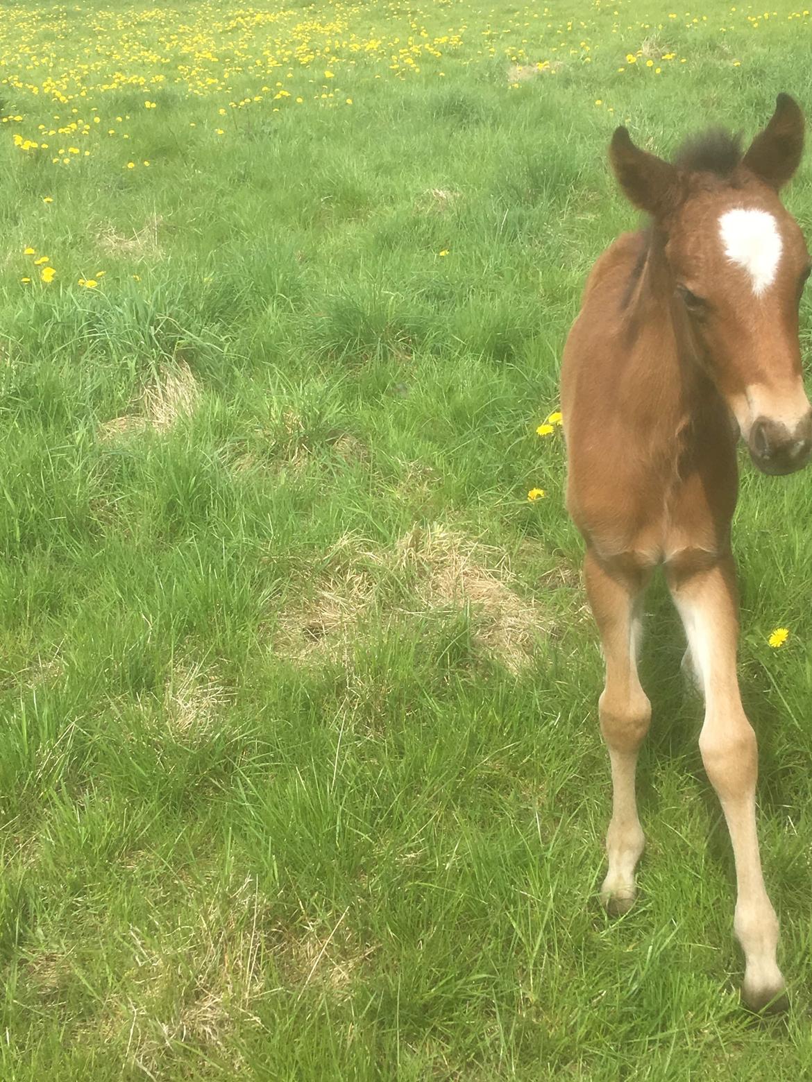 New Forest Flintdales ivor billede 8