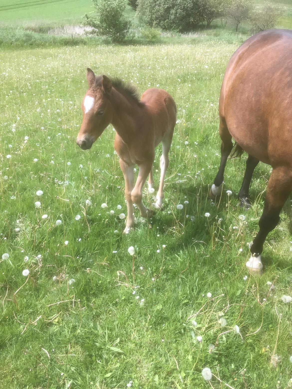 New Forest Flintdales ivor billede 9