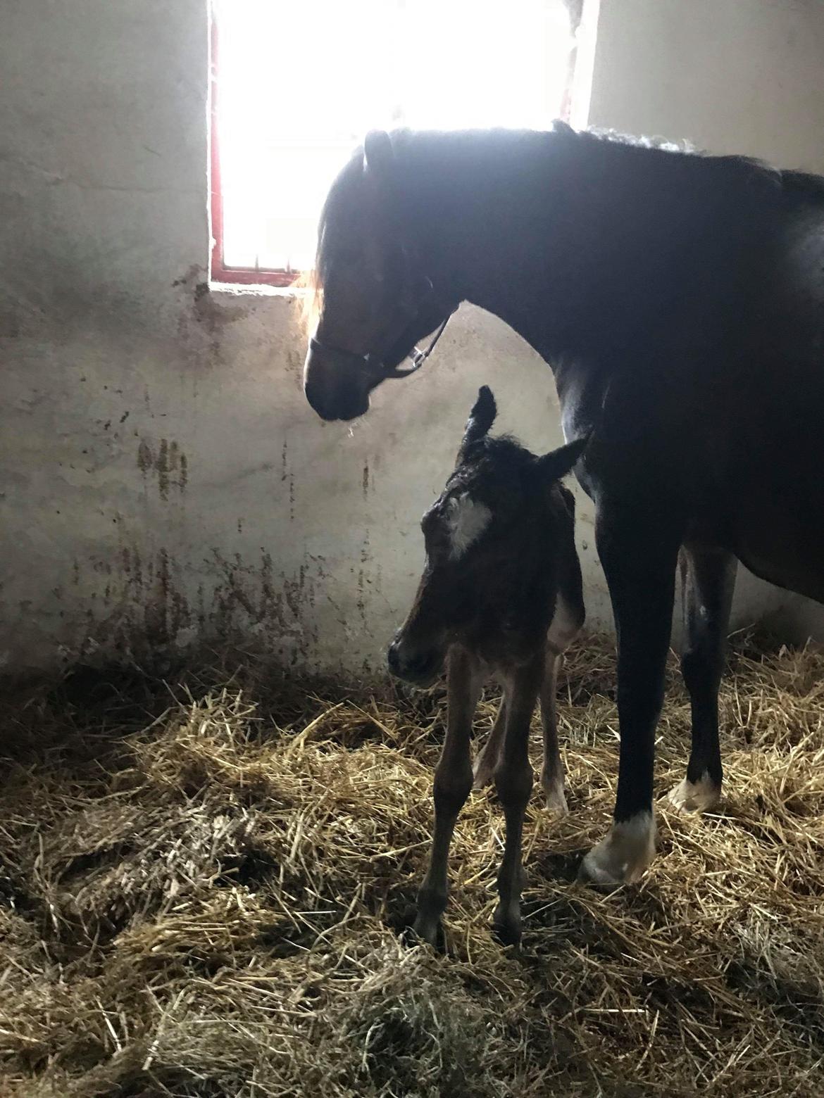 New Forest Flintdales ivor billede 11