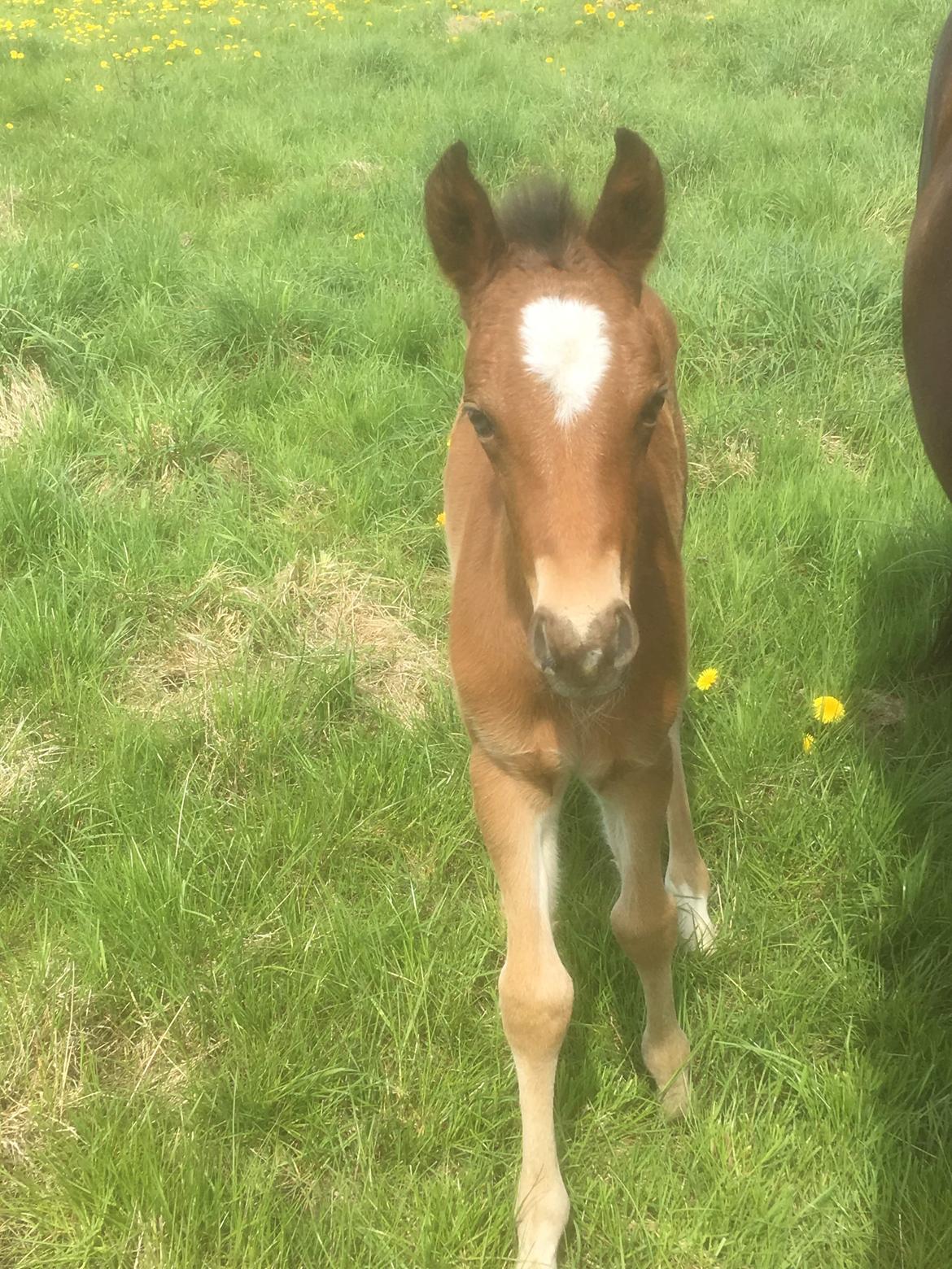 New Forest Flintdales ivor billede 10