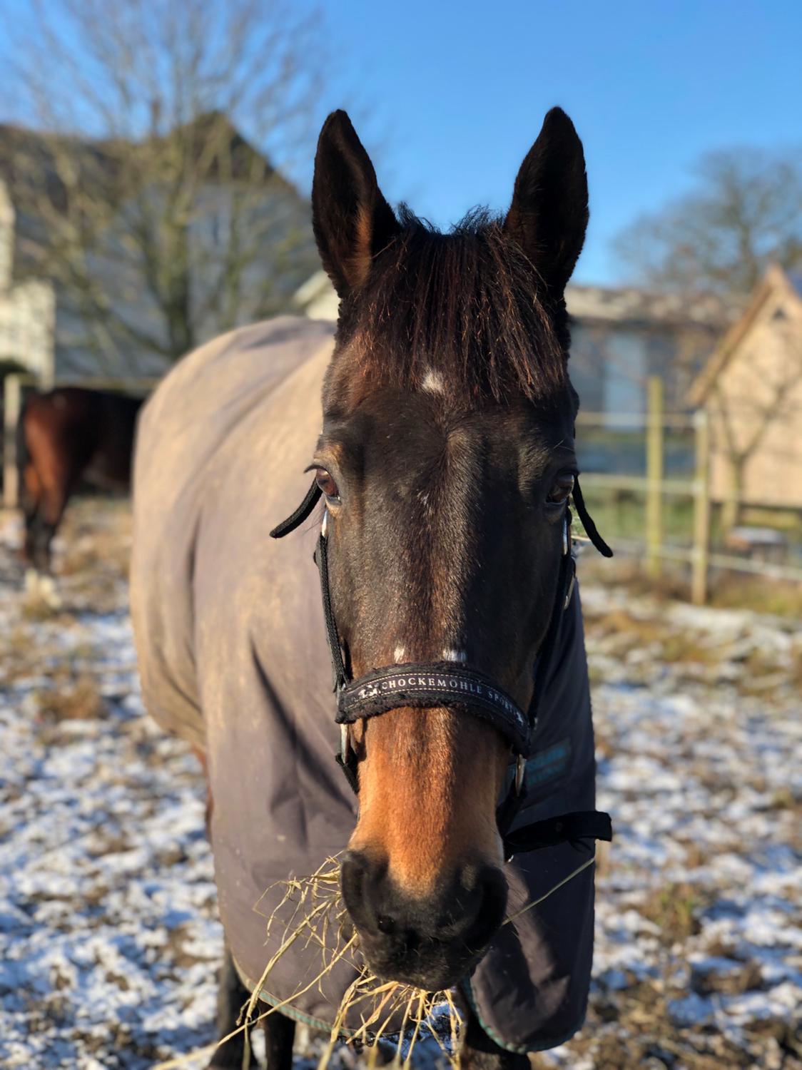 Irsk Sportspony BEIGH CASTLE [Tidl. lånepony] billede 13