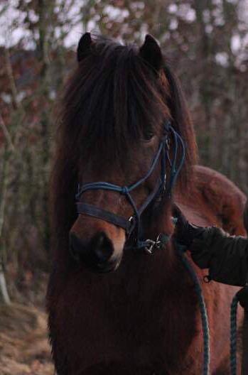 Islænder Freyfaxi fra Jordsby (Faxi) billede 20