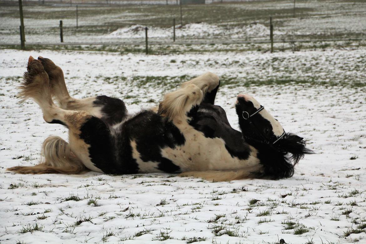 Irish Cob Phoibe billede 14