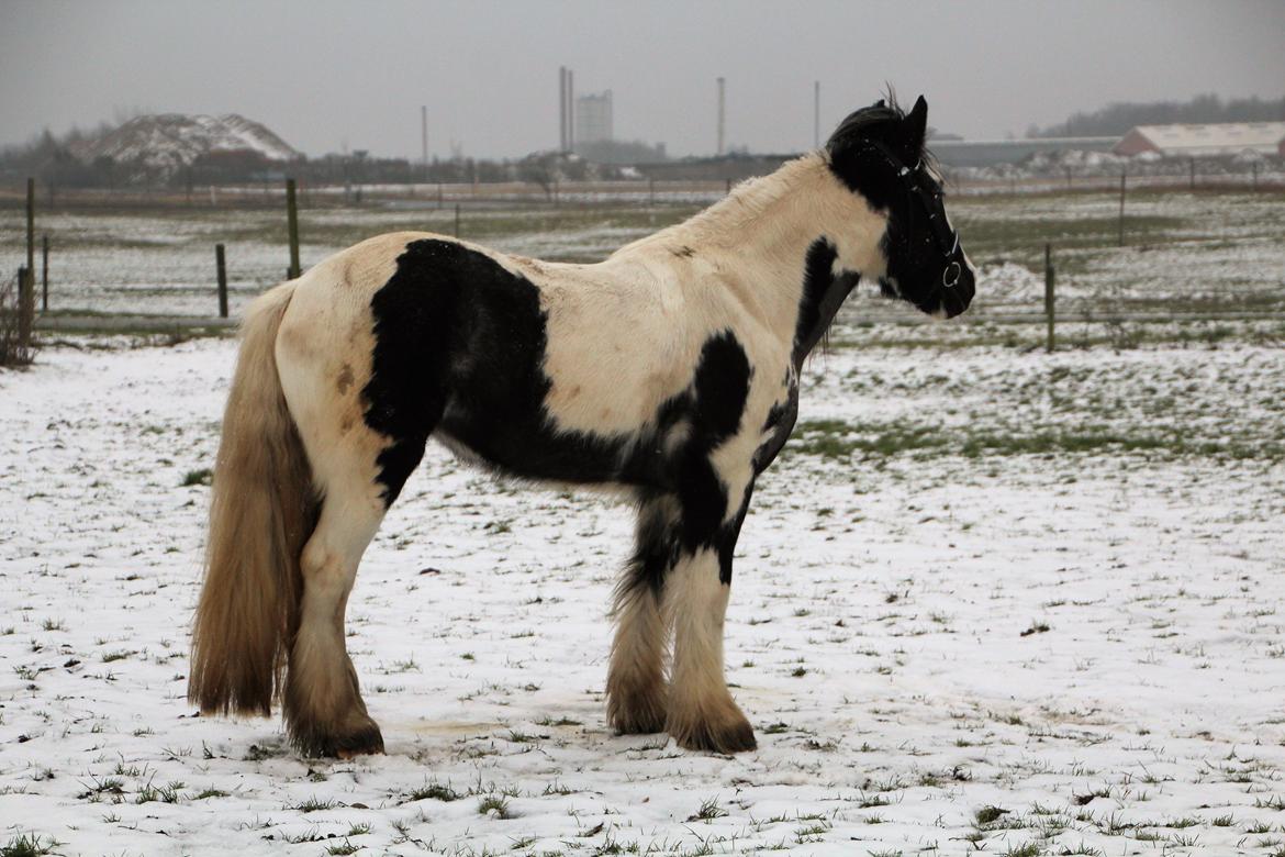 Irish Cob Phoibe - Vinter 2019 Februar billede 15