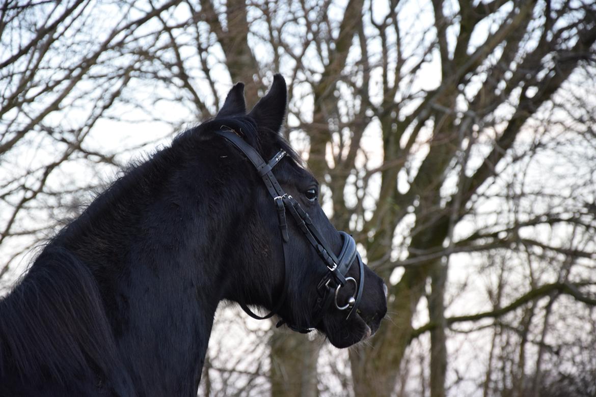 Dansk Varmblod Beatrix Halsnæs billede 1