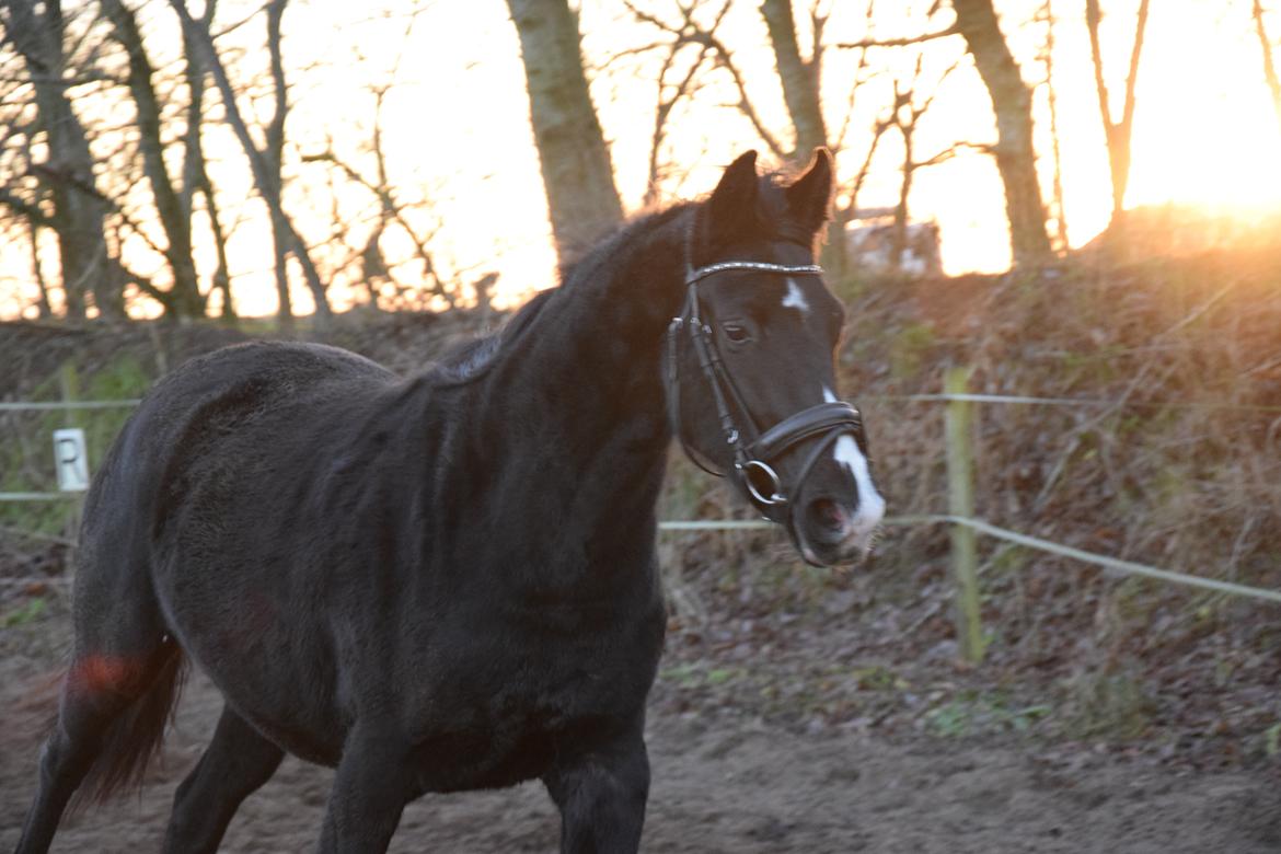 Dansk Varmblod Beatrix Halsnæs billede 6