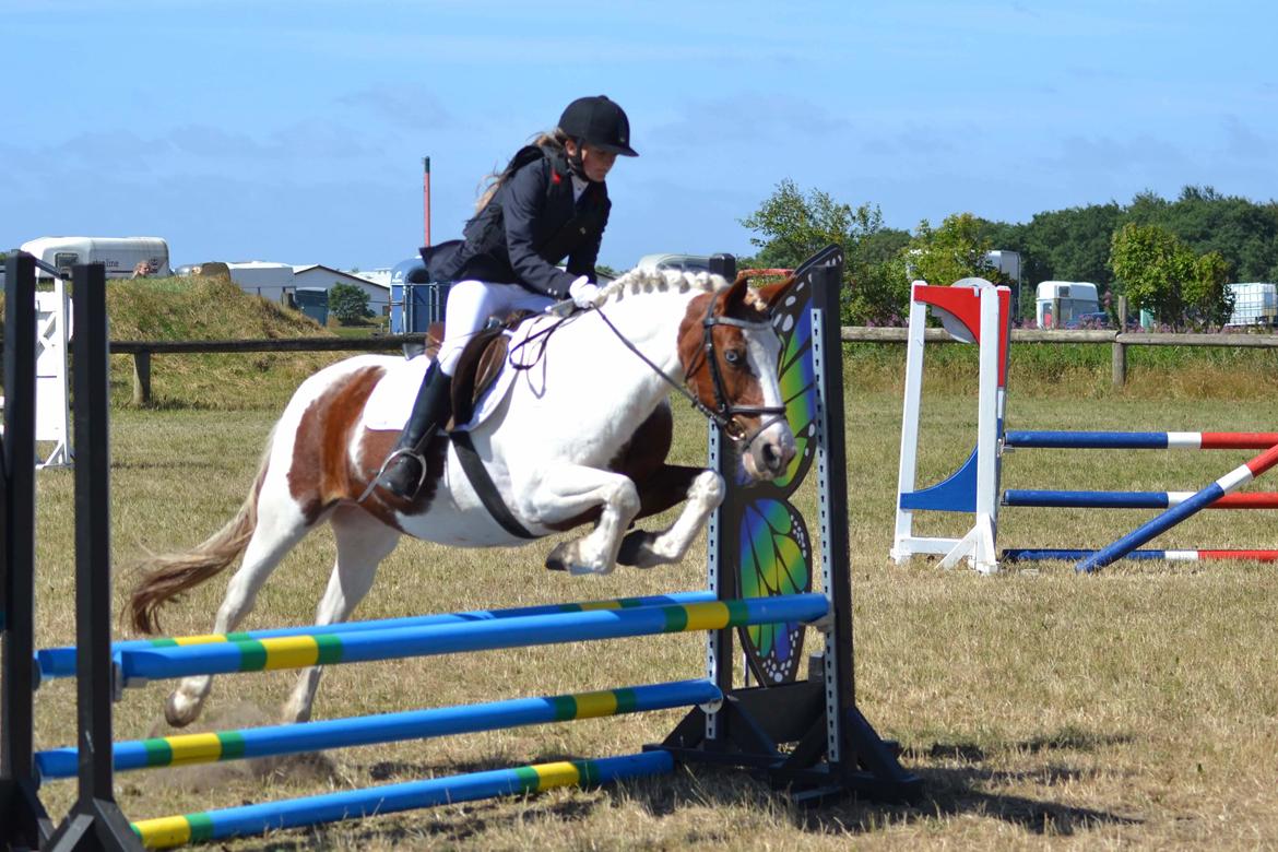 Anden særlig race Susan. (SAVNES!!!) - 70cm i HORI billede 3