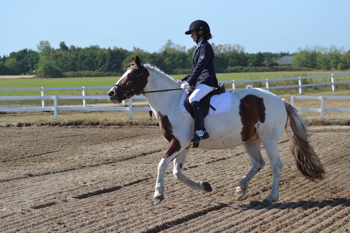 Anden særlig race Susan. (SAVNES!!!) - LC1 eller 2 i HORI billede 6