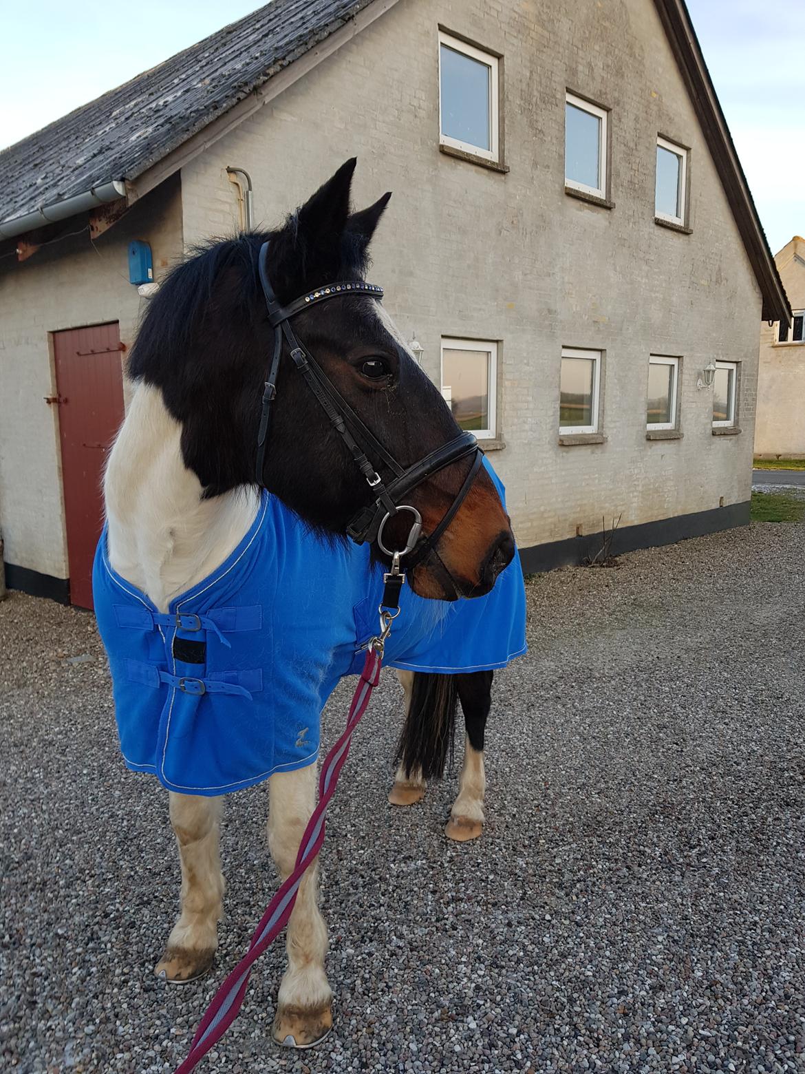 Anden særlig race Sofus  billede 10