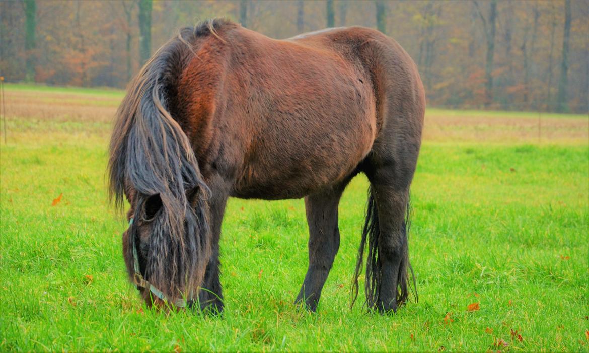 Dartmoor Innis Lille Hvirvel billede 7