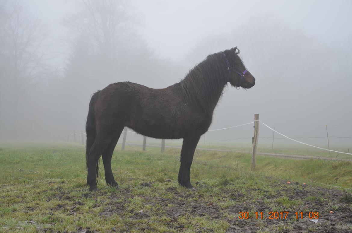 Dartmoor Innis Lille Hvirvel billede 8