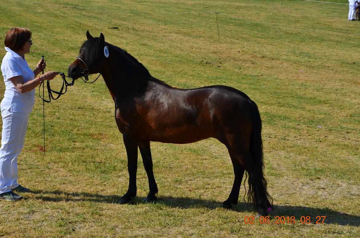 Dartmoor Innis Lille Hvirvel billede 6