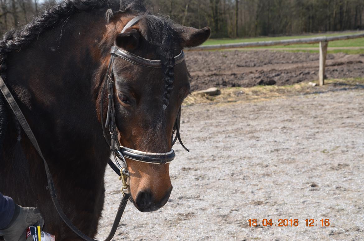 Dartmoor Innis Lille Hvirvel billede 9