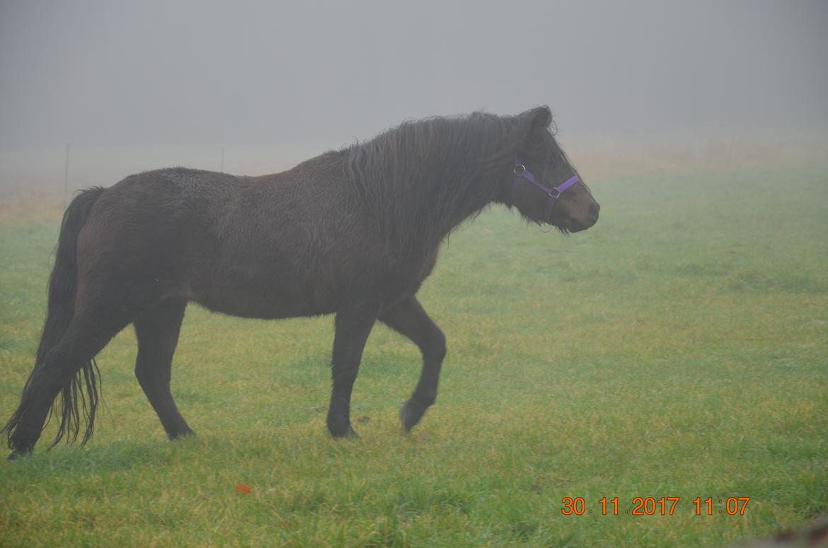 Dartmoor Innis Lille Hvirvel billede 10