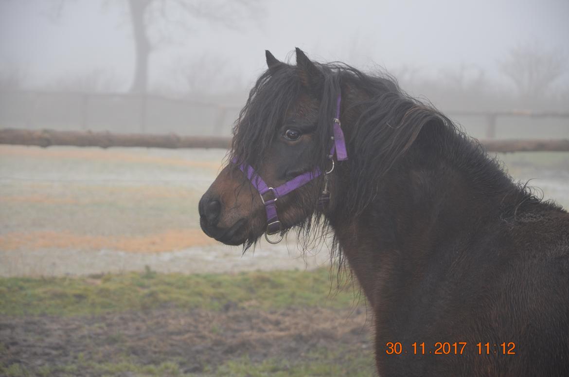 Dartmoor Innis Lille Hvirvel billede 11
