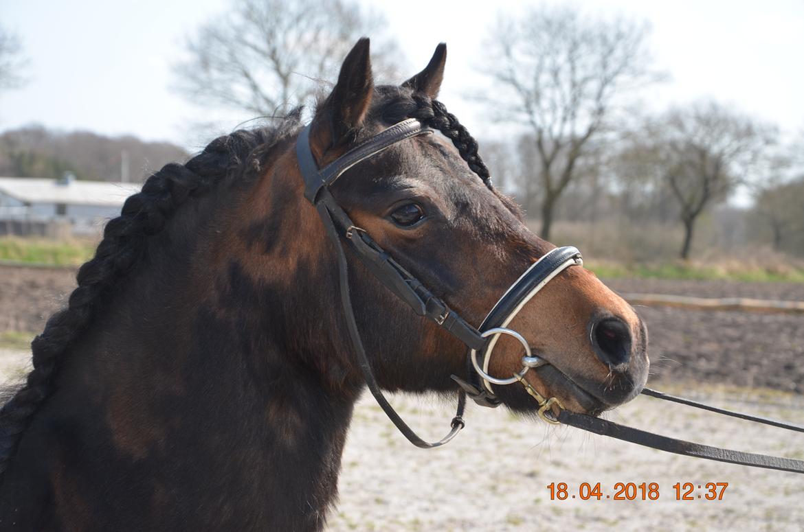 Dartmoor Innis Lille Hvirvel billede 12