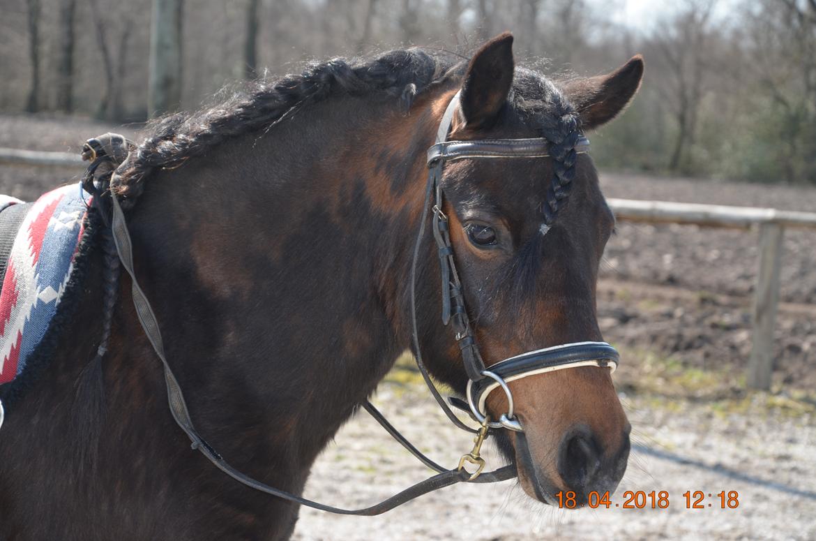 Dartmoor Innis Lille Hvirvel billede 13