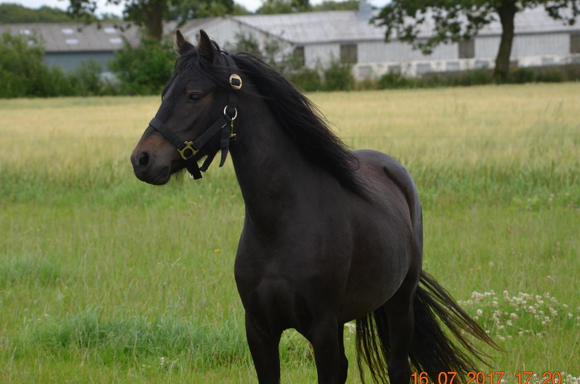 Dartmoor Edals waltzing matilda billede 2