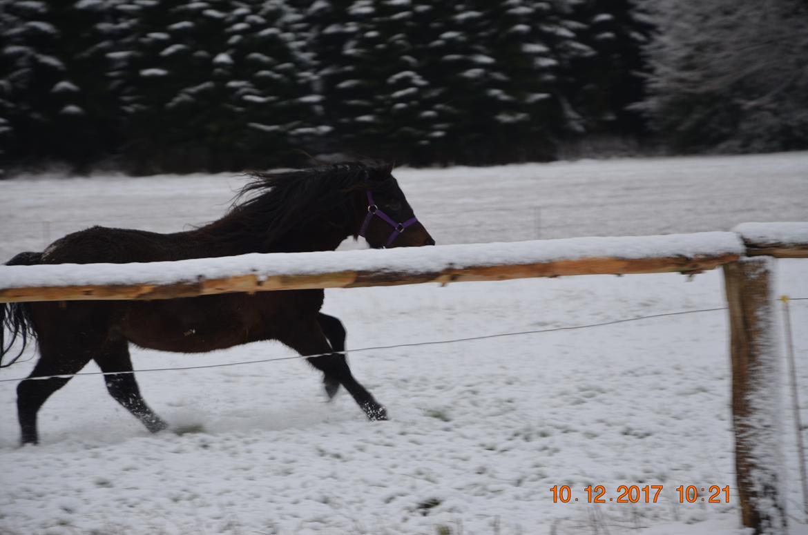 Dartmoor Edals waltzing matilda billede 5