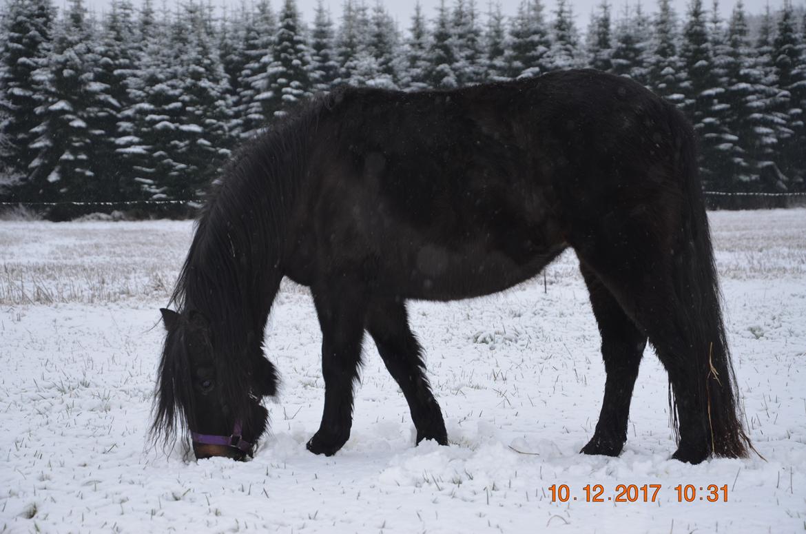 Dartmoor Edals waltzing matilda billede 6