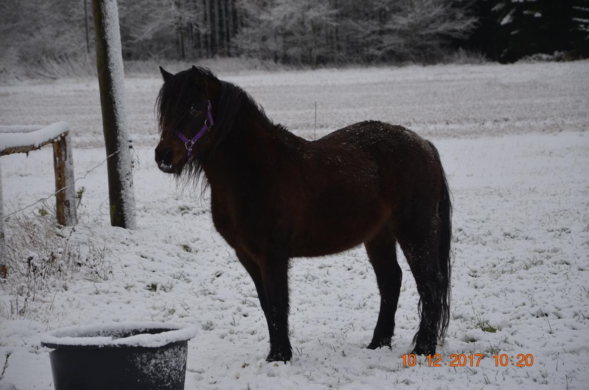 Dartmoor Edals waltzing matilda billede 4