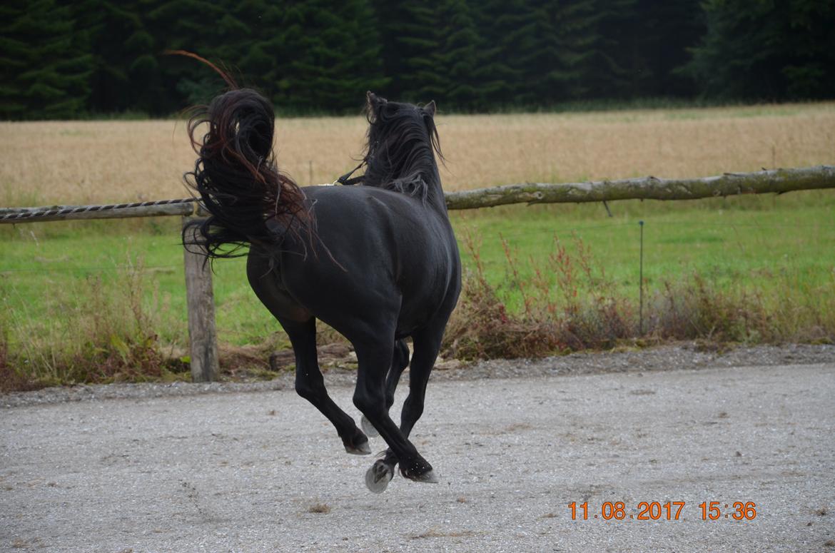 Dartmoor Edals waltzing matilda billede 8