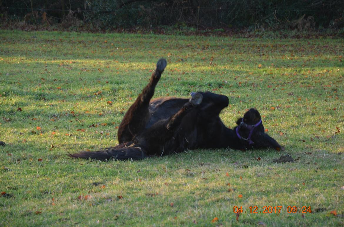 Dartmoor Edals waltzing matilda billede 9