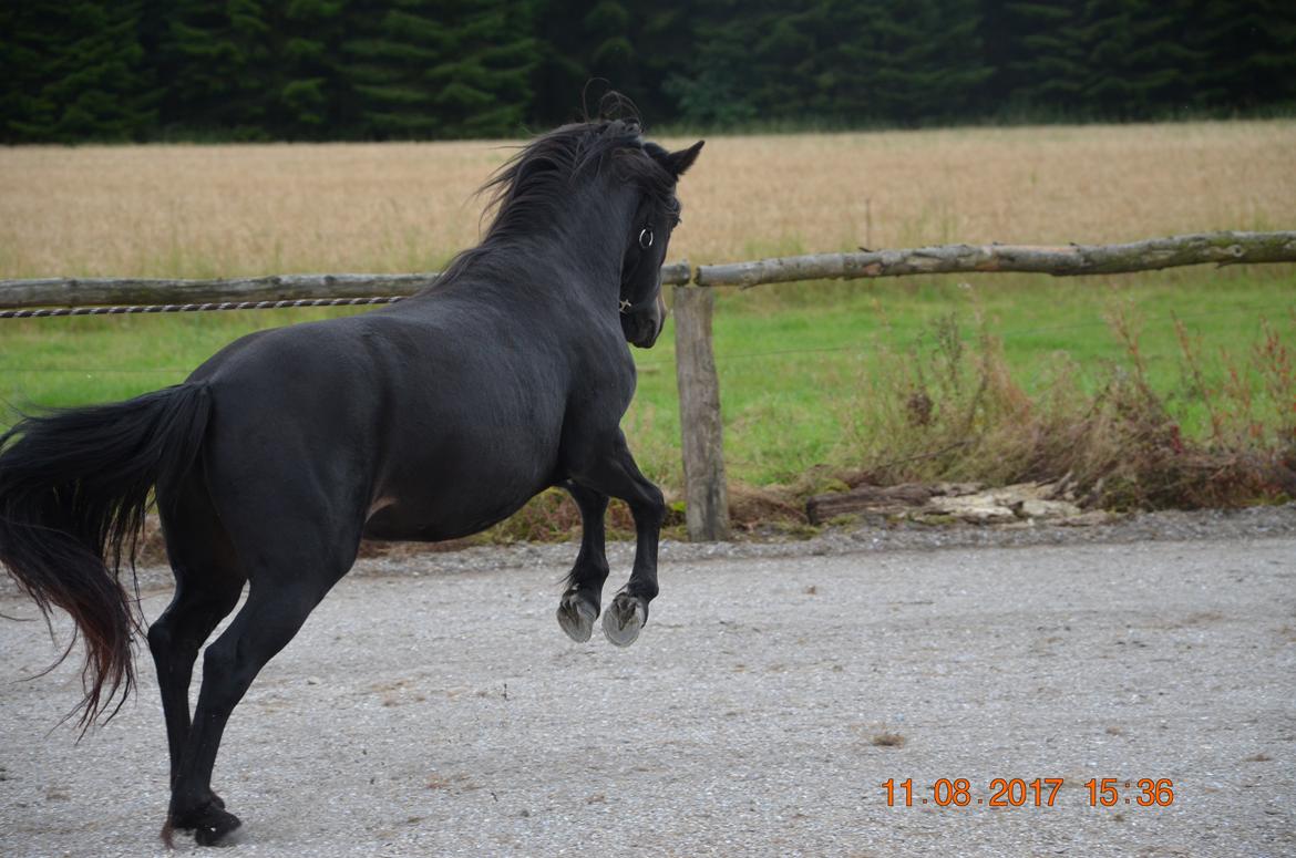 Dartmoor Edals waltzing matilda billede 7