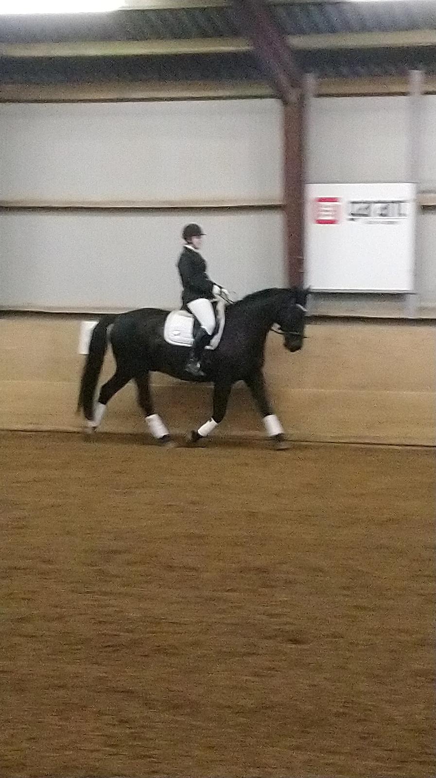 Oldenborg Bolero - Holstebro Sportrideklub 2/3 2019 billede 16