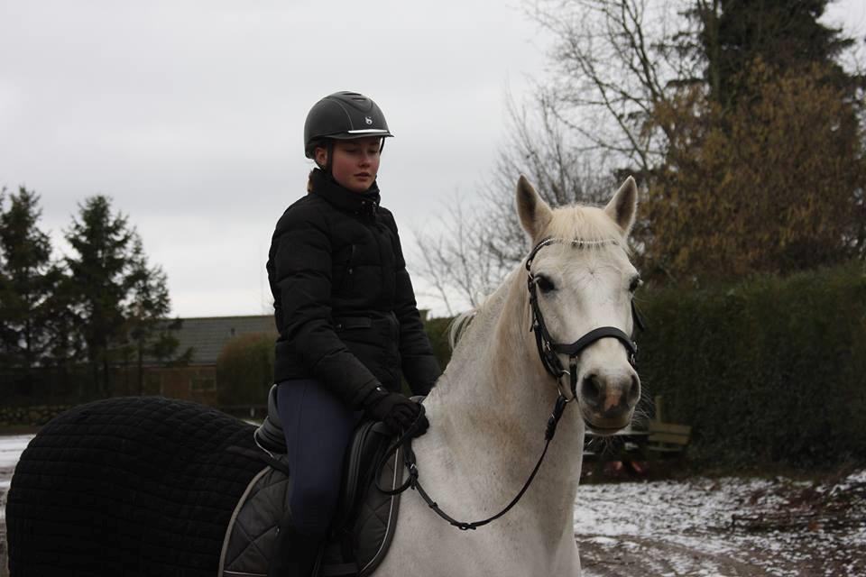 Connemara Elmely's Dun Jackoo - På vej i skoven D. 3/2 2019 billede 2