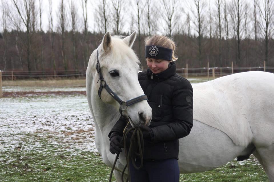 Connemara Elmely's Dun Jackoo - D. 3/2 2019 billede 3