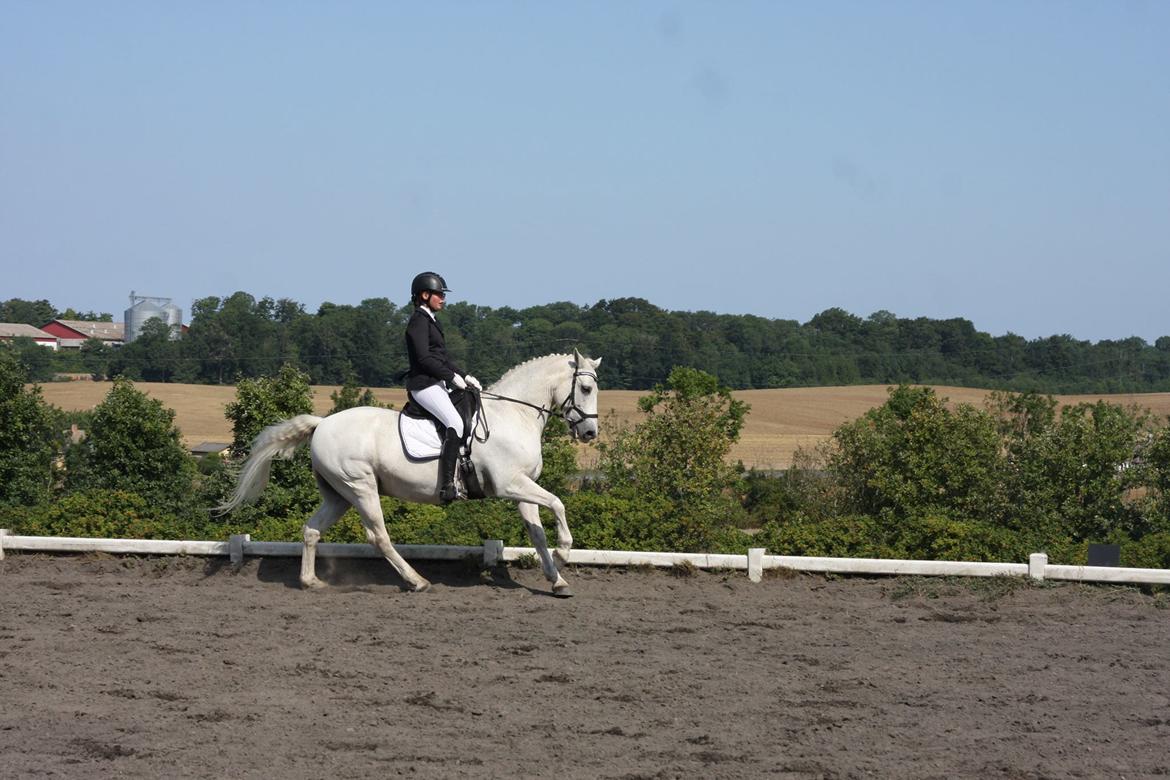 Connemara Elmely's Dun Jackoo - Vores første stævne D. 21/7 2018  billede 4