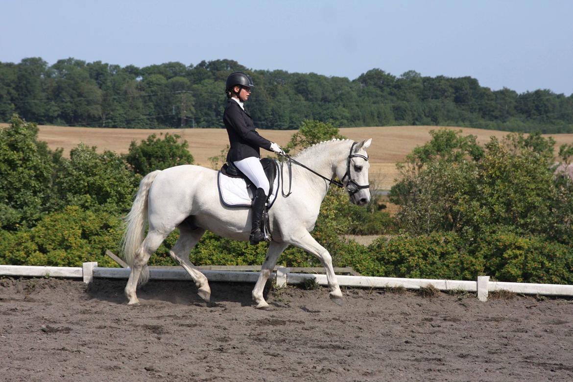 Connemara Elmely's Dun Jackoo - Vores første stævne D. 21/7 2018  billede 5