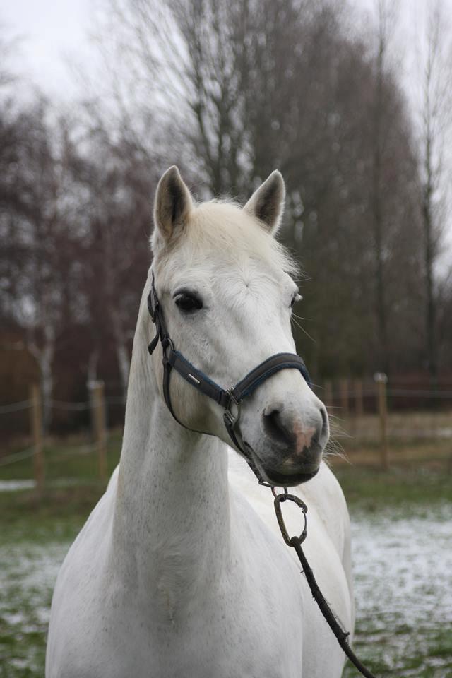 Connemara Elmely's Dun Jackoo - D. 3/2 2019 billede 6